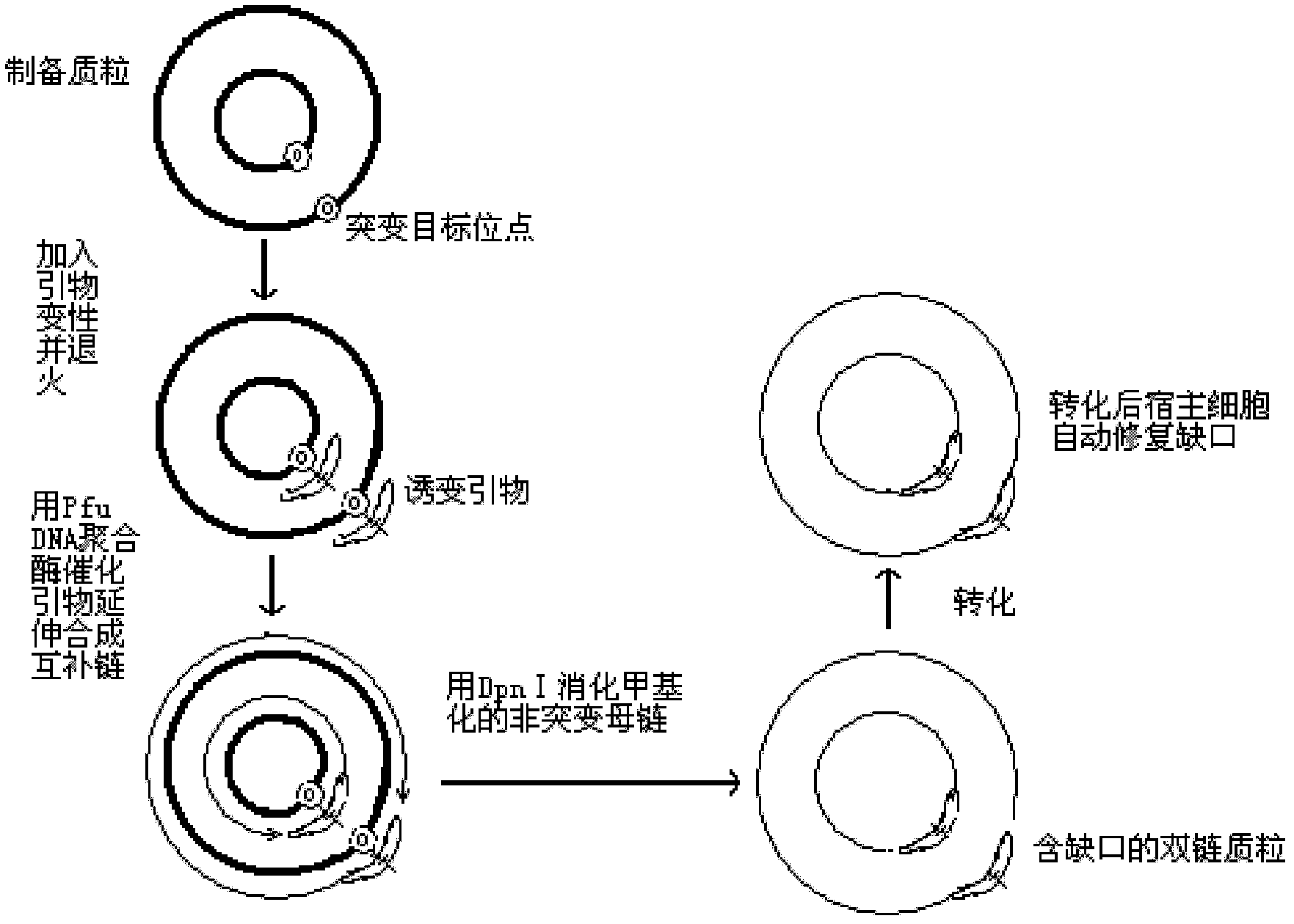 Glutamate decarboxylase (GAD) thermally-stable variant G56P gene and application thereof