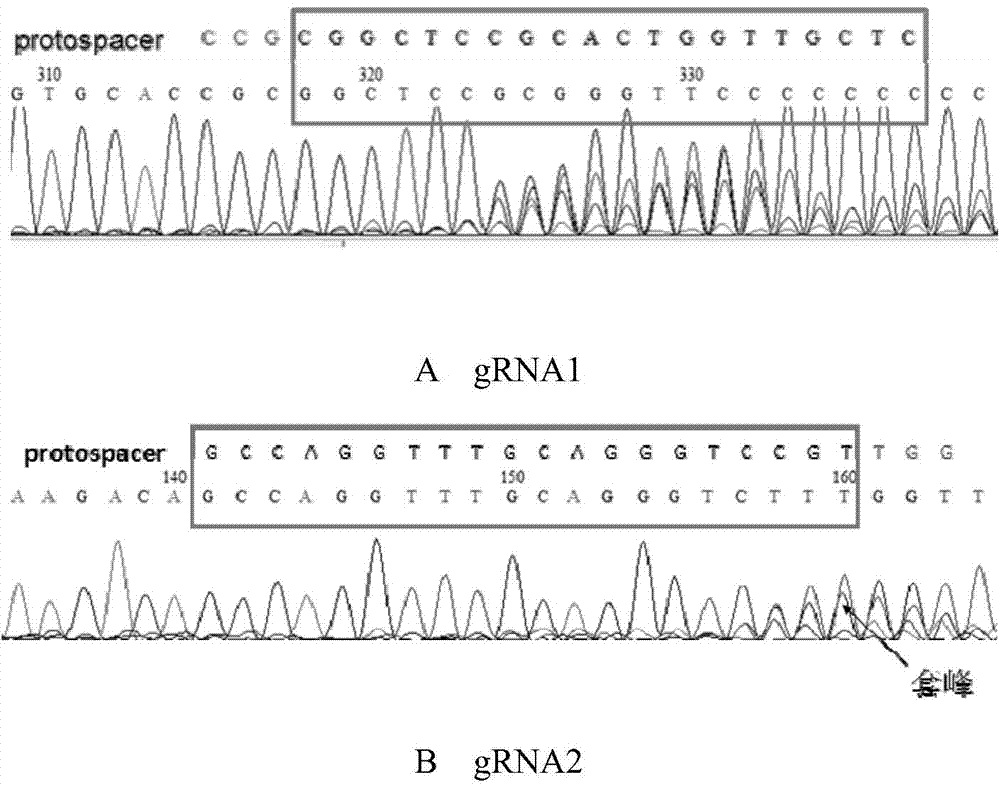 Rapid construction method and applications of conditional gene knockout animal model