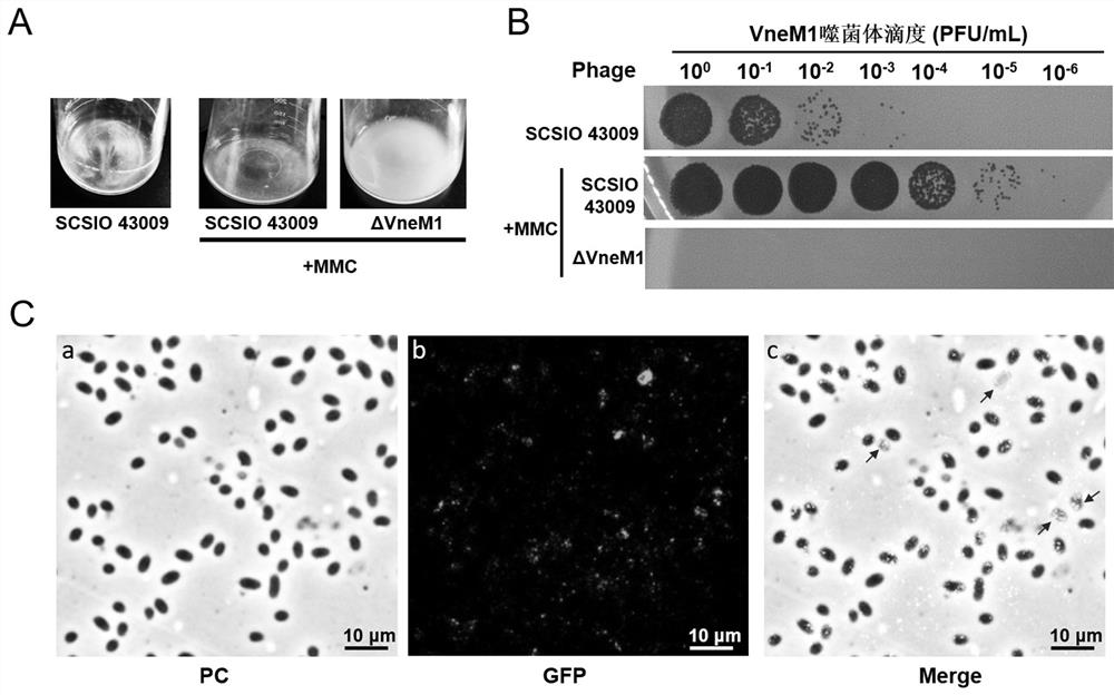 Temperate bacteriophage VneM1 for regulating and controlling coral flora and application of mild bacteriophage VneM1