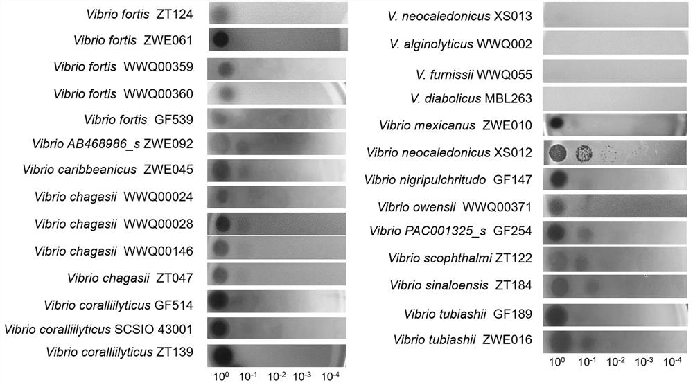 Temperate bacteriophage VneM1 for regulating and controlling coral flora and application of mild bacteriophage VneM1
