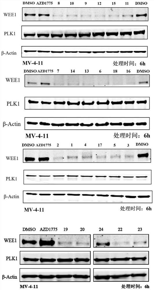 WEE1 protein degradation agent