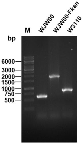 Method for efficiently synthesizing PHBs by knocking out rfaD gene