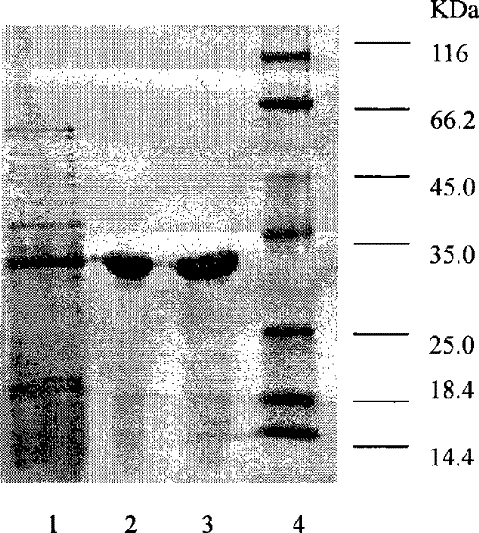 Heat resistance cutinase and its coding gene and expression