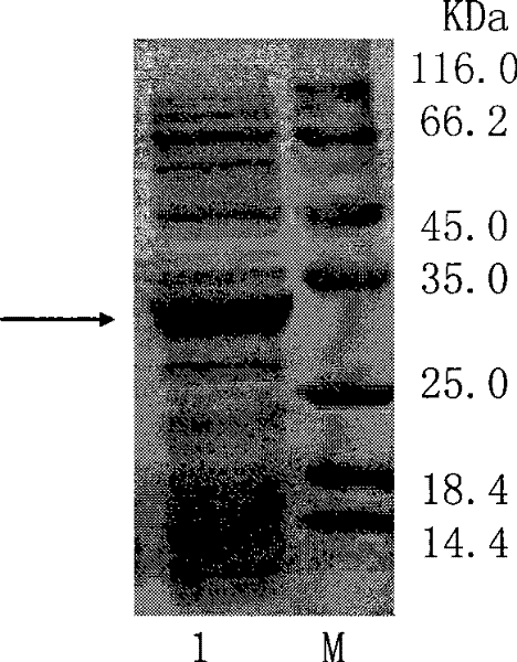 Heat resistance cutinase and its coding gene and expression