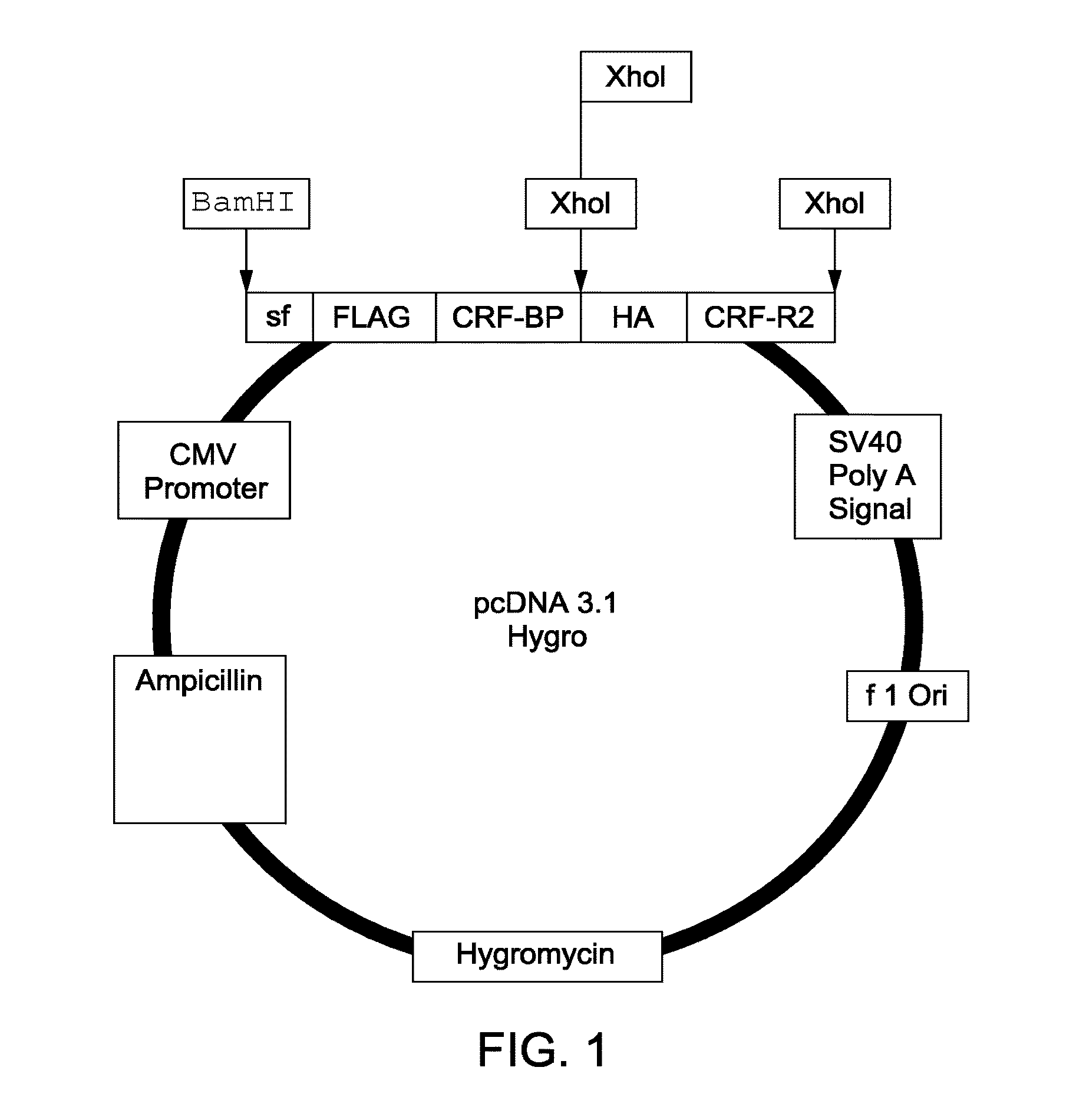 Chimera Compositions and Methods of Use