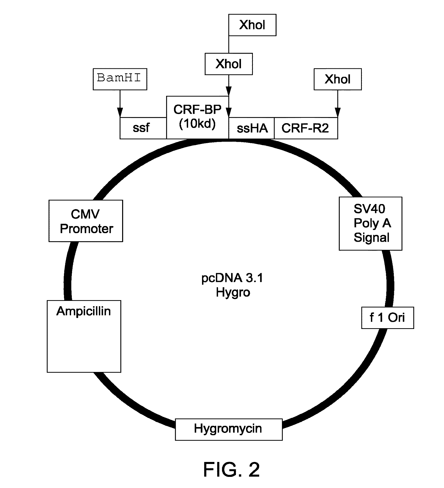 Chimera Compositions and Methods of Use