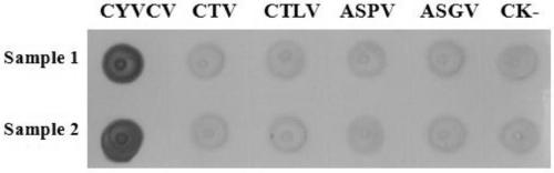 Hybridoma cell line secreting monoclonal antibody against citrus chlorosis virus and application of monoclonal antibody