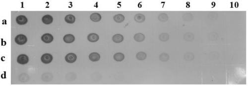 Hybridoma cell line secreting monoclonal antibody against citrus chlorosis virus and application of monoclonal antibody