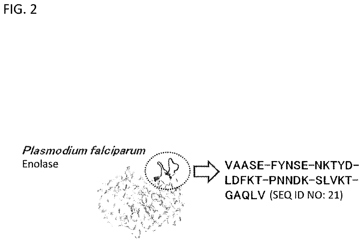 Artificial antigen produced using partial sequence of enolase protein originated from plasmodium falciparum, and method for producing same