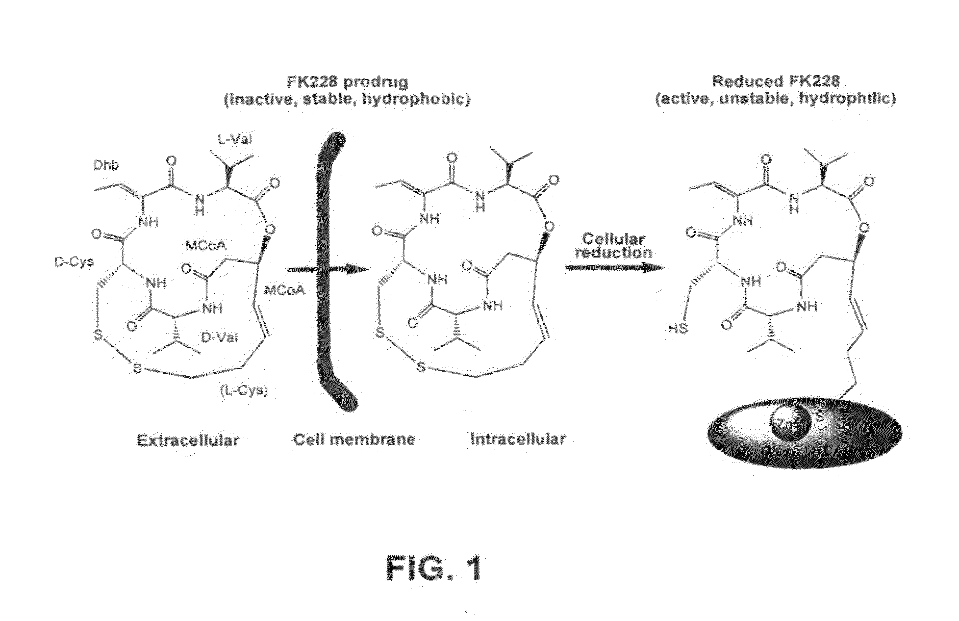 Sequences for FK228 biosynthesis and methods of synthesizing FK228 and FK228 analogs