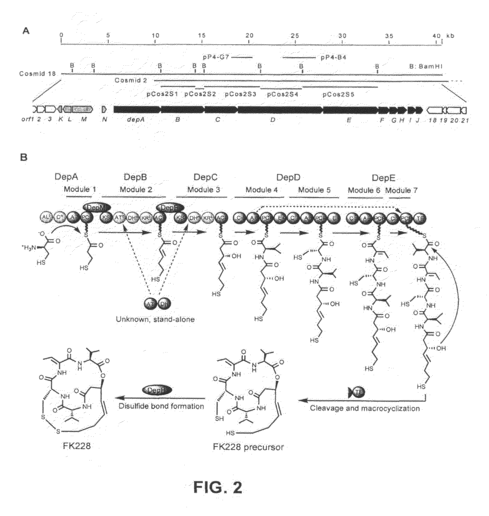 Sequences for FK228 biosynthesis and methods of synthesizing FK228 and FK228 analogs