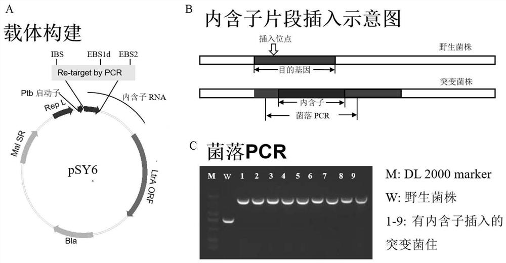 A kind of microbial strain modified with phosphorylation function kinase gene and its application