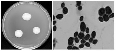 A Yeast Strain for Degrading Petroleum Aromatic Hydrocarbons and Its Application