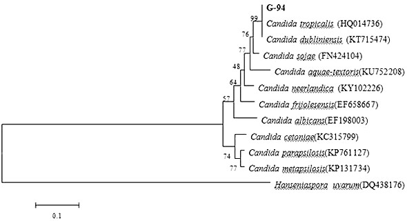 A Yeast Strain for Degrading Petroleum Aromatic Hydrocarbons and Its Application