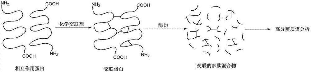 Multifunctional chemical crosslinking agent, preparation method and application thereof