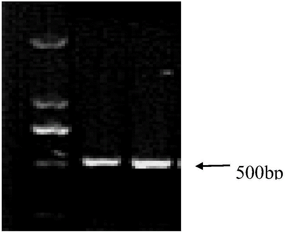 Thaumatin-like protein related to wheat leaf rust resistance and encoding gene and application thereof