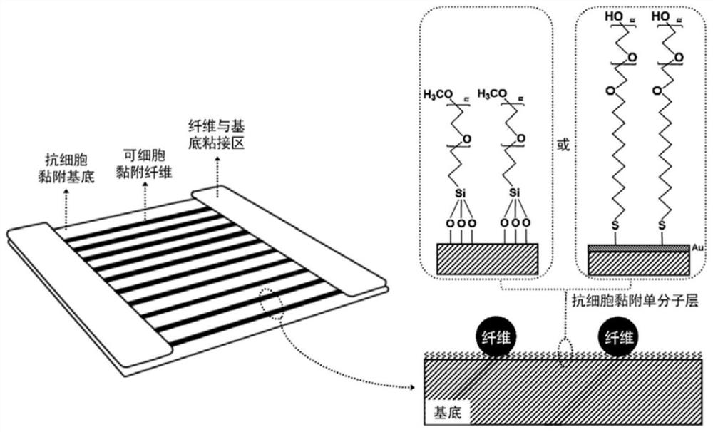 Single-layer parallel fiber pattern with cell adhesion contrast characteristic and preparation method thereof