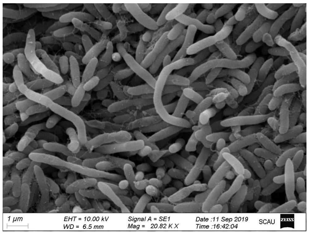 A kind of pyrethroid insecticide residue degradation bacterial strain and its application