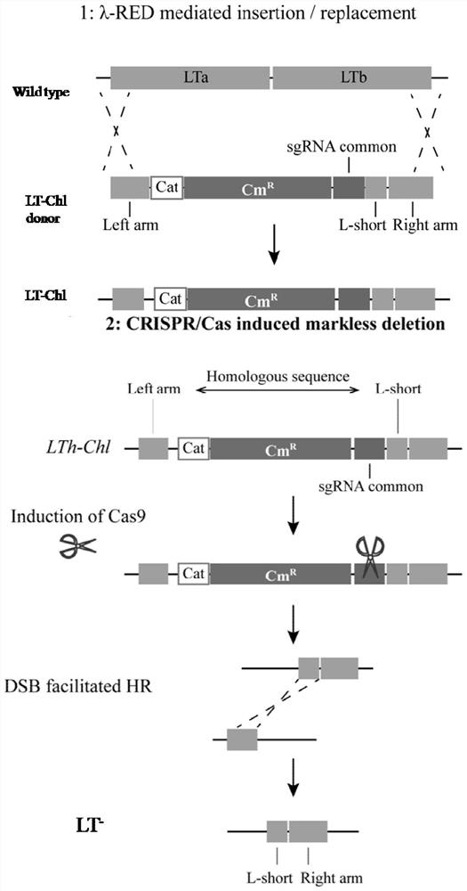 A kind of enterotoxin gene lt knockout Escherichia coli and its construction method