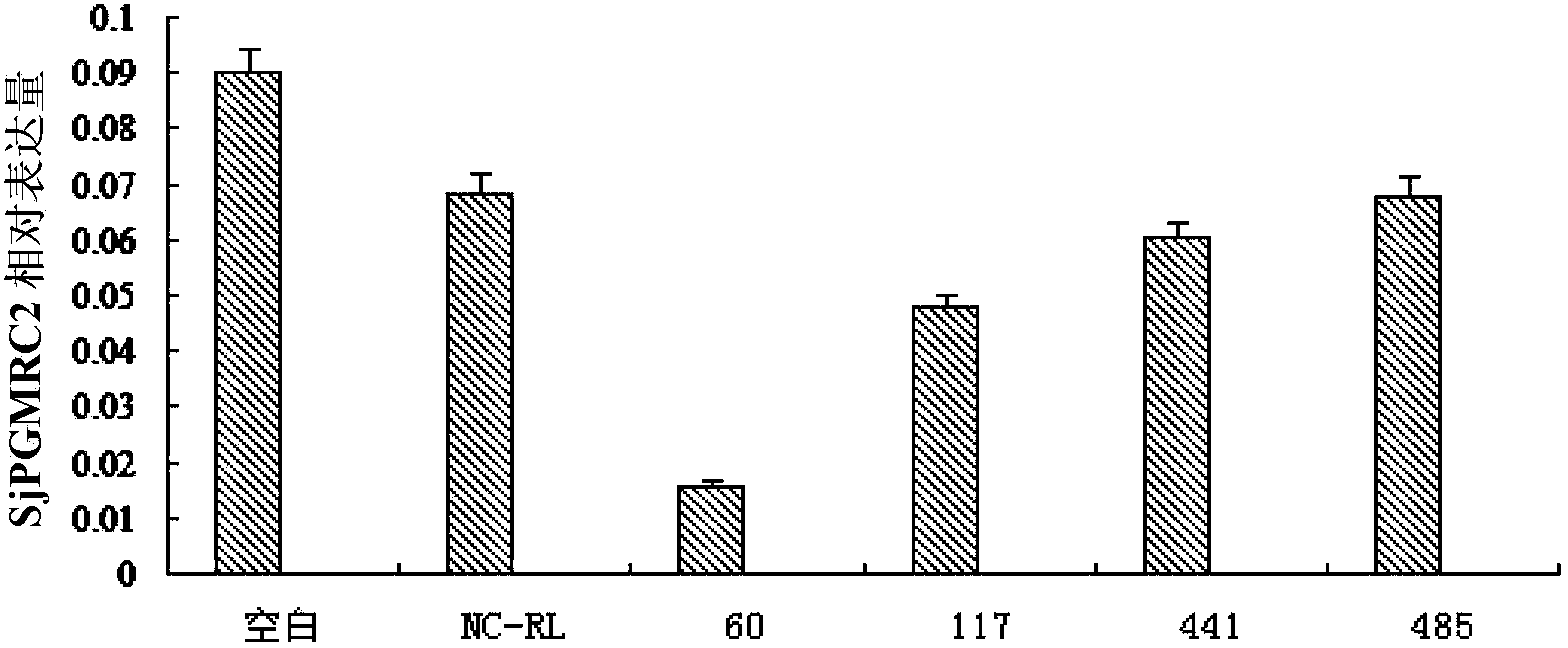 Small interfering ribonucleic acid (siRNA) of schistosoma japonicum katsurada membrane-associated progesterone receptor component (PGMRC2) gene and application thereof