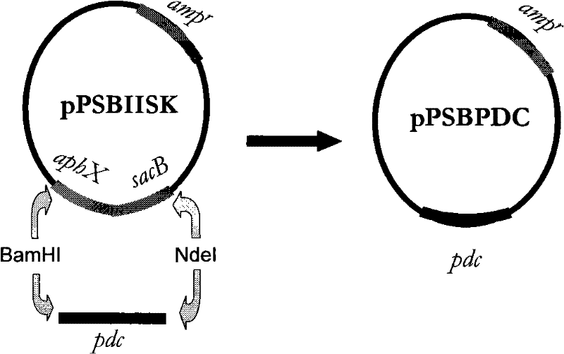 Cyanobacteria modified by gene engineering and use thereof for producing ethanol