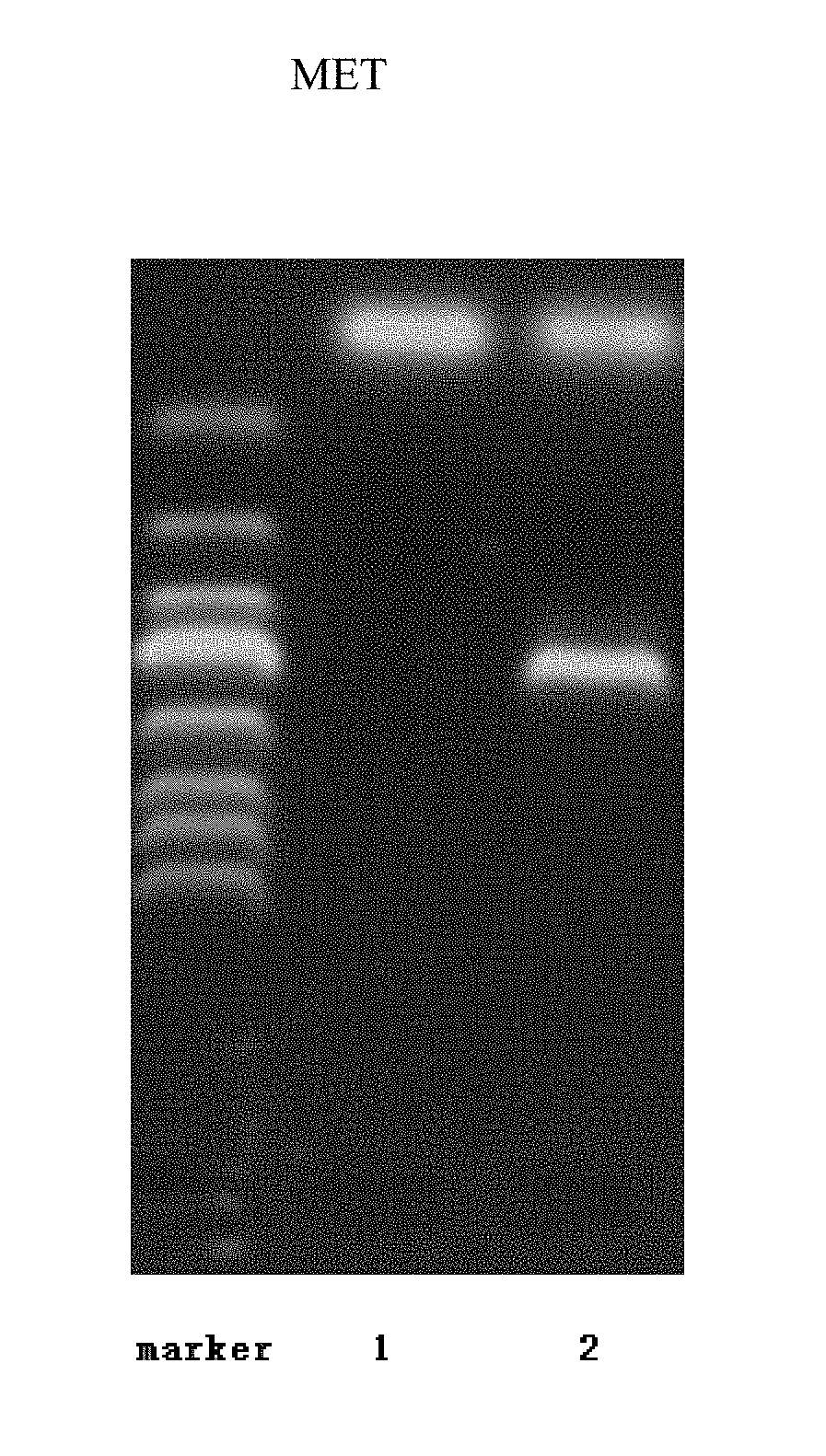 Method for direct transformation of exogenous DNA into resting spores of <i>Aspergillus niger </i>independent of mediators