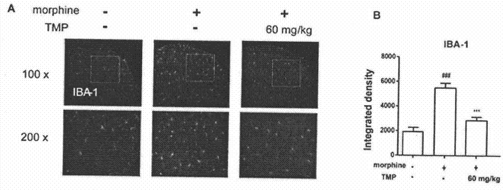 New application of ligustrazine in field of analgesic drugs