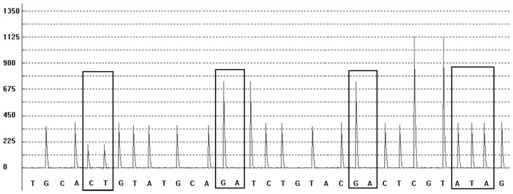 Gene polymorphism detection kit for predicting adverse reaction and curative effect of fluorouracil as well as detection method and application of gene polymorphism detection kit