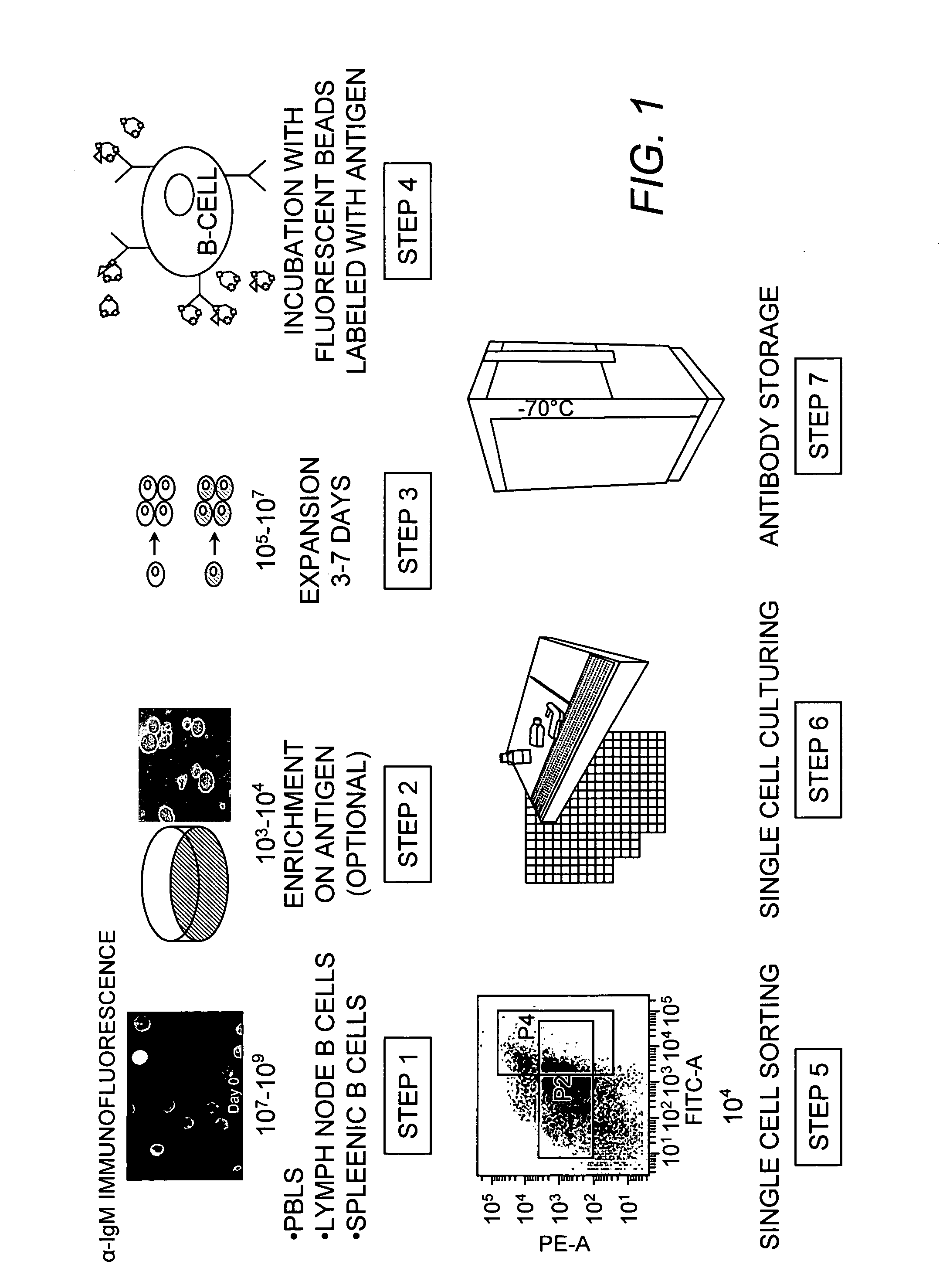 Method of producing a plurality of isolated antibodies to a plurality of cognate antigens