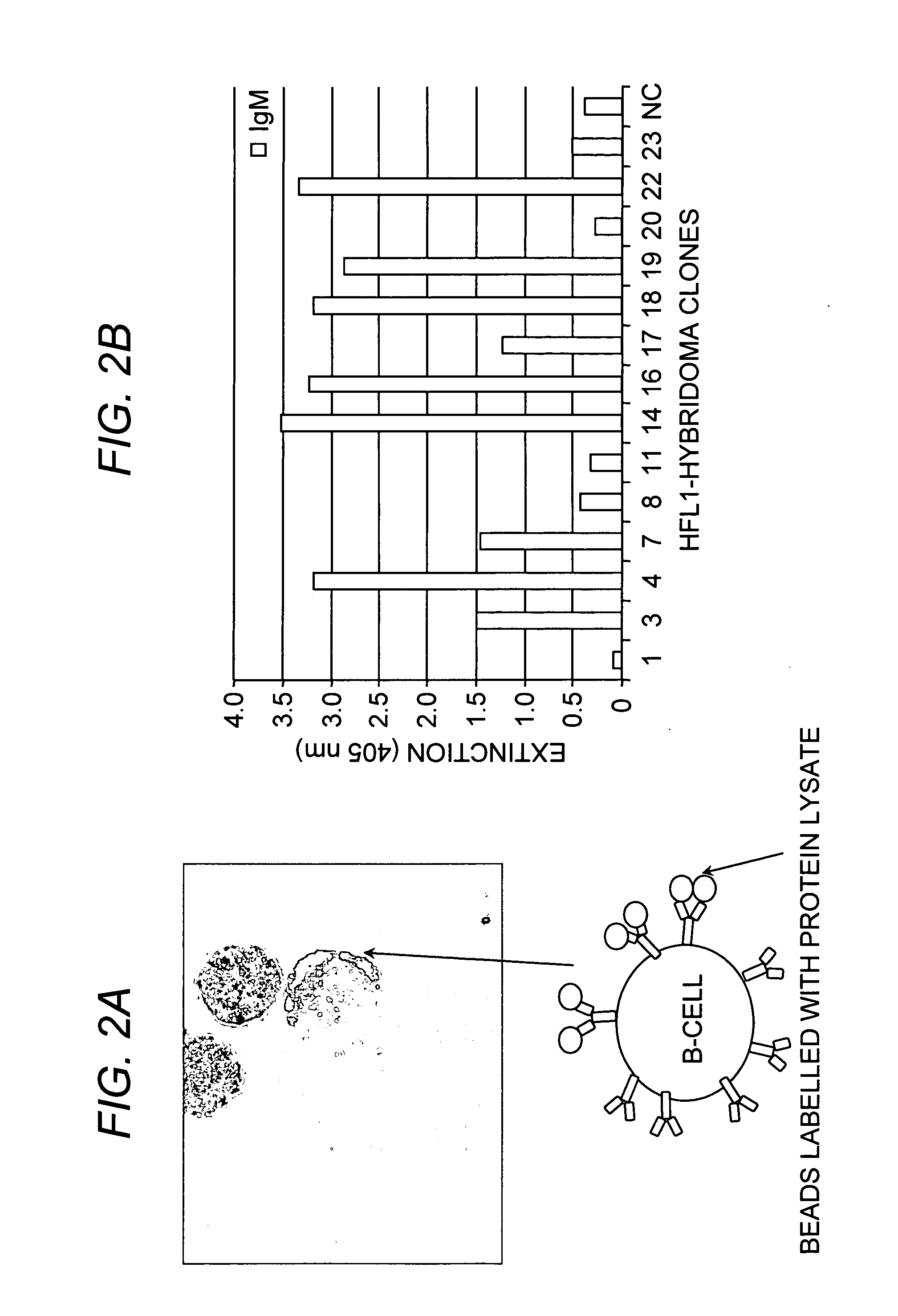Method of producing a plurality of isolated antibodies to a plurality of cognate antigens