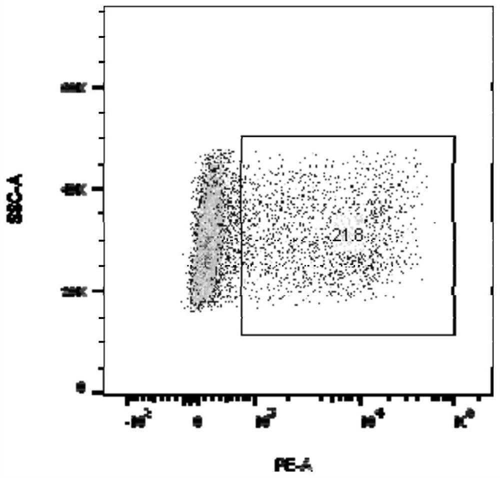 Specific T cell receptor (TCR) directed at EGFR L858R gene mutation and application thereof