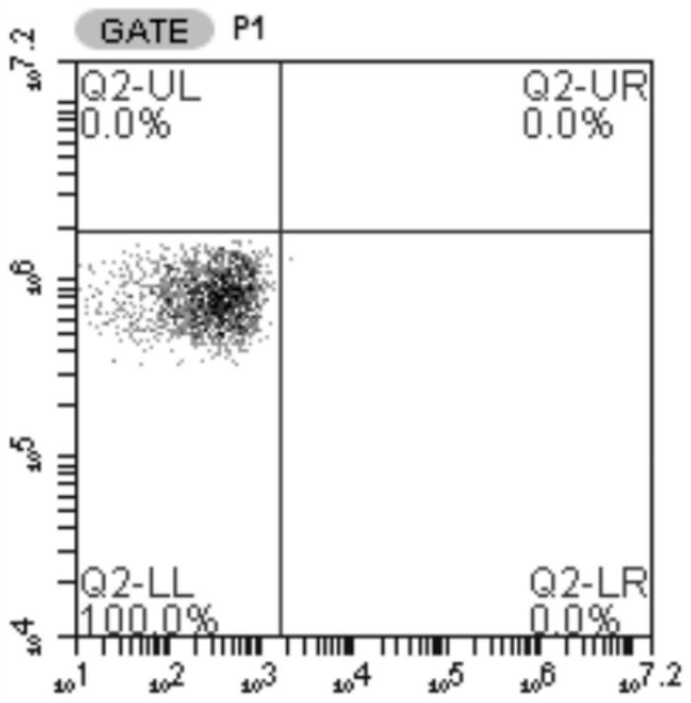 Specific T cell receptor (TCR) directed at EGFR L858R gene mutation and application thereof