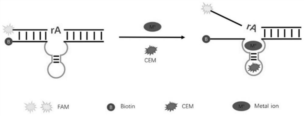 DNAzymes for identifying pseudomonas aeruginosa as well as screening and detecting method and application