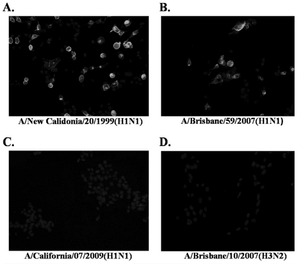 Broad spectrum monoclonal antibody for identification of influenza virus hemagglutinin protein HA1 structural domains