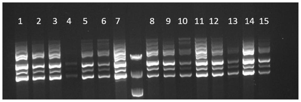 HLA gene amplification primer, kit, sequencing library construction method and sequencing method