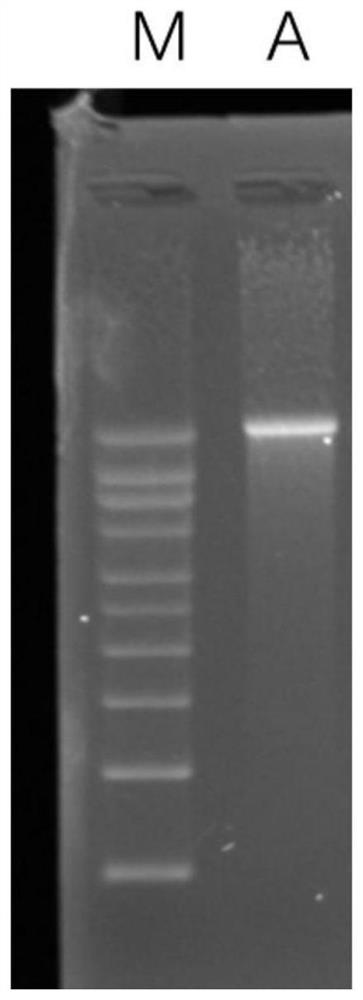 mRNA-based vaccine against coronavirus and preparation method thereof