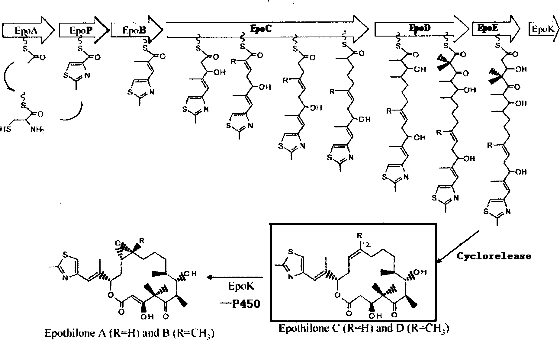 Preparation of epothilones B lactam derivates