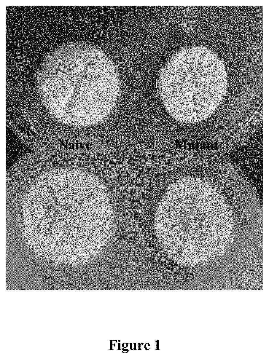 Method for preparation and screening of fungal mutant with high hydrolytic activity and catabolite derepressed character