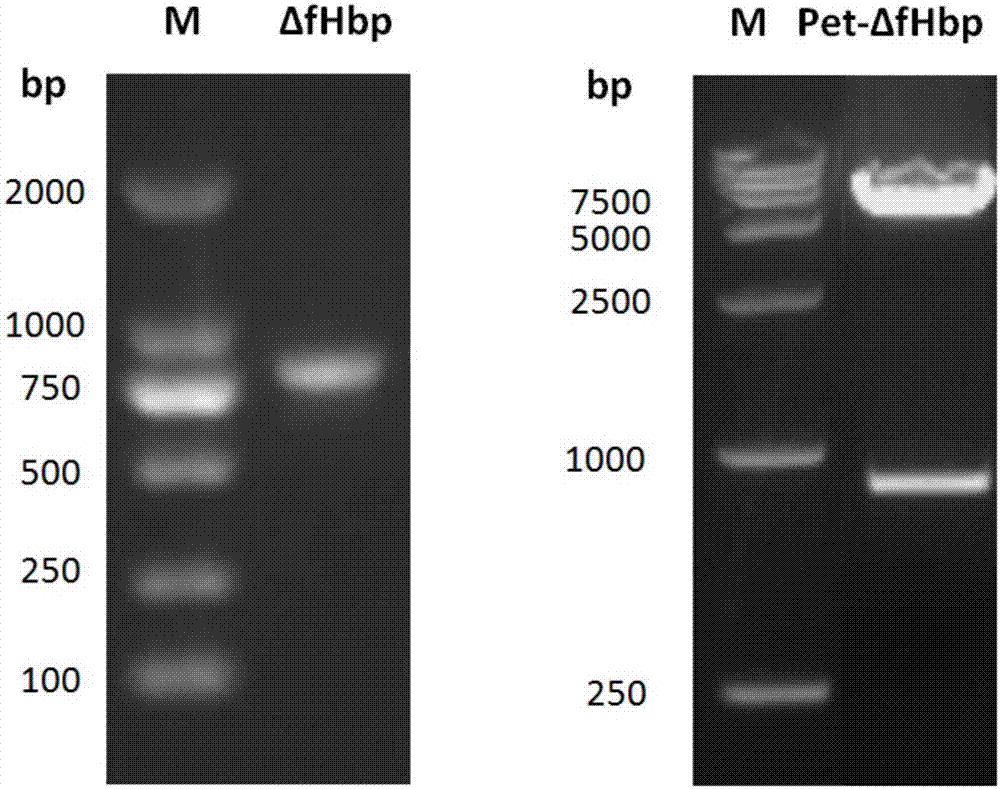 Recombinant delta fHbp-NadA fused protein vector and preparation method and application thereof