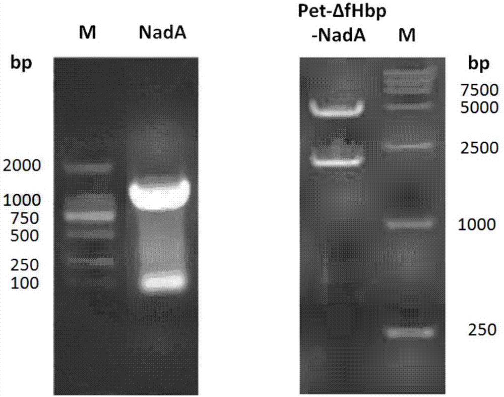 Recombinant delta fHbp-NadA fused protein vector and preparation method and application thereof