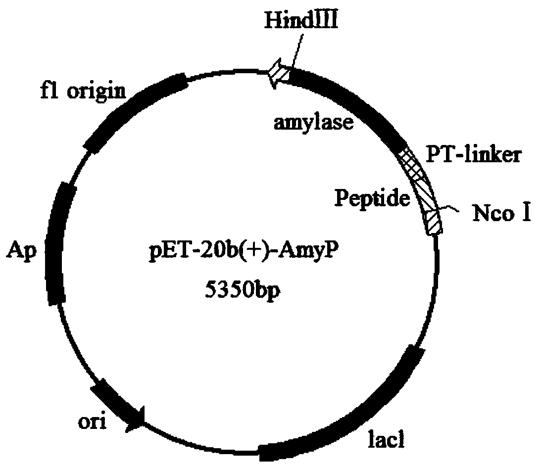 Thermostable amylase mutant and preparation method and application thereof