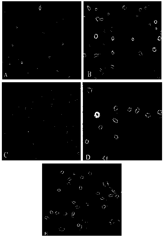 Method for separating and purifying oligodendrocyte precursor cells of cerebral cortex of tupaia belangeri in vitro