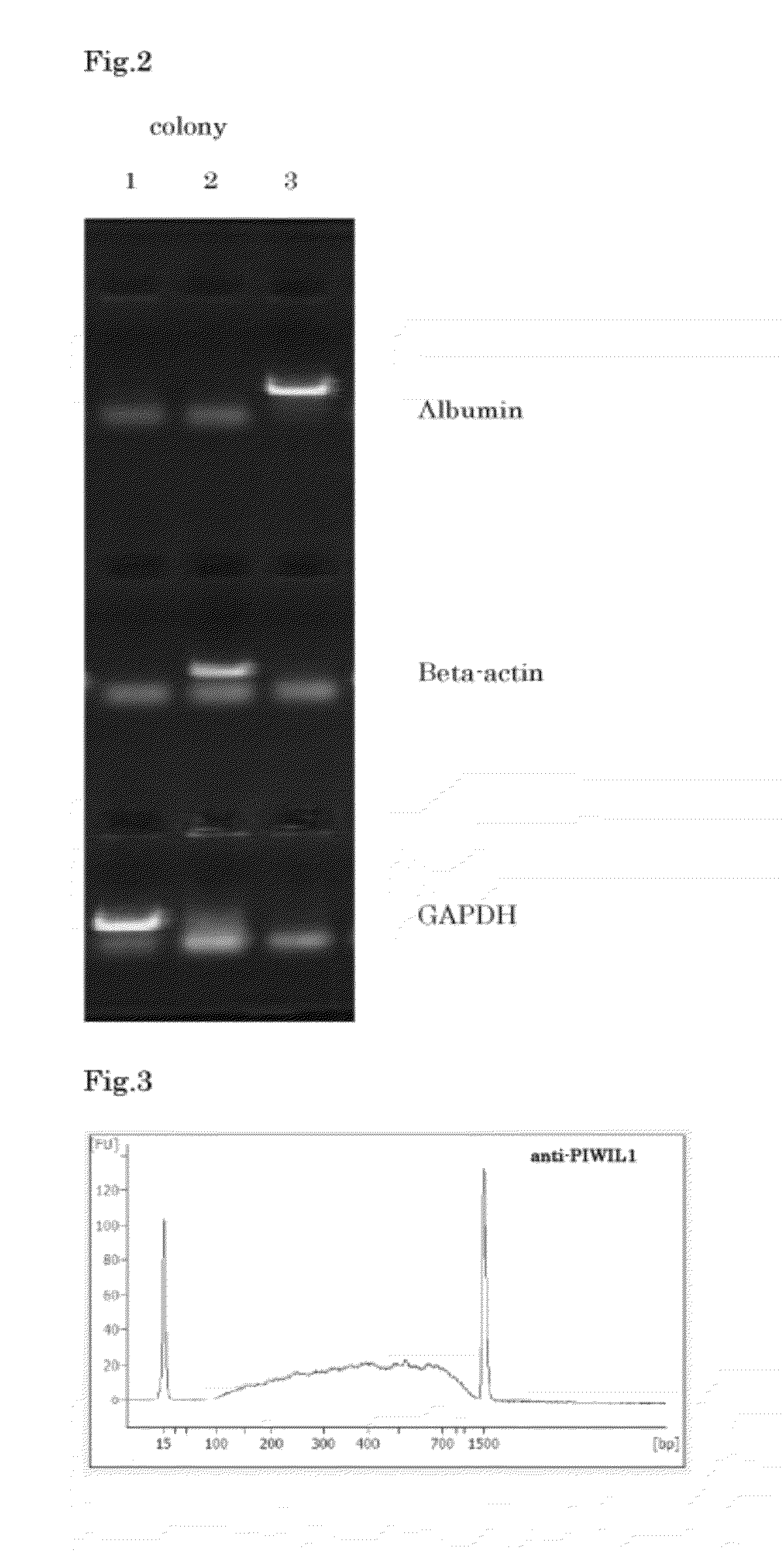 Method for synthesis of double-stranded DNA corresponding to rna, and method for amplification of the DNA