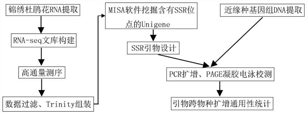 Development and application of est-ssr marker for Rhododendron splendid