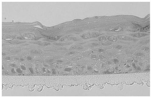 Epidermis skin model with melanin and construction method and application of epidermis skin model