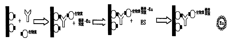 Hepatitis c virus antibody time-resolved fluoroimmunoassay and kit