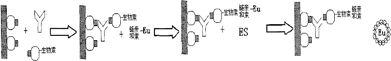 Hepatitis c virus antibody time-resolved fluoroimmunoassay and kit