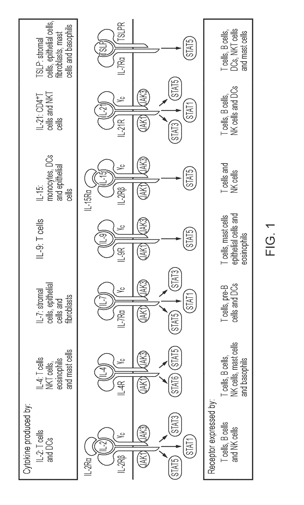 Chimeric cytokine receptor