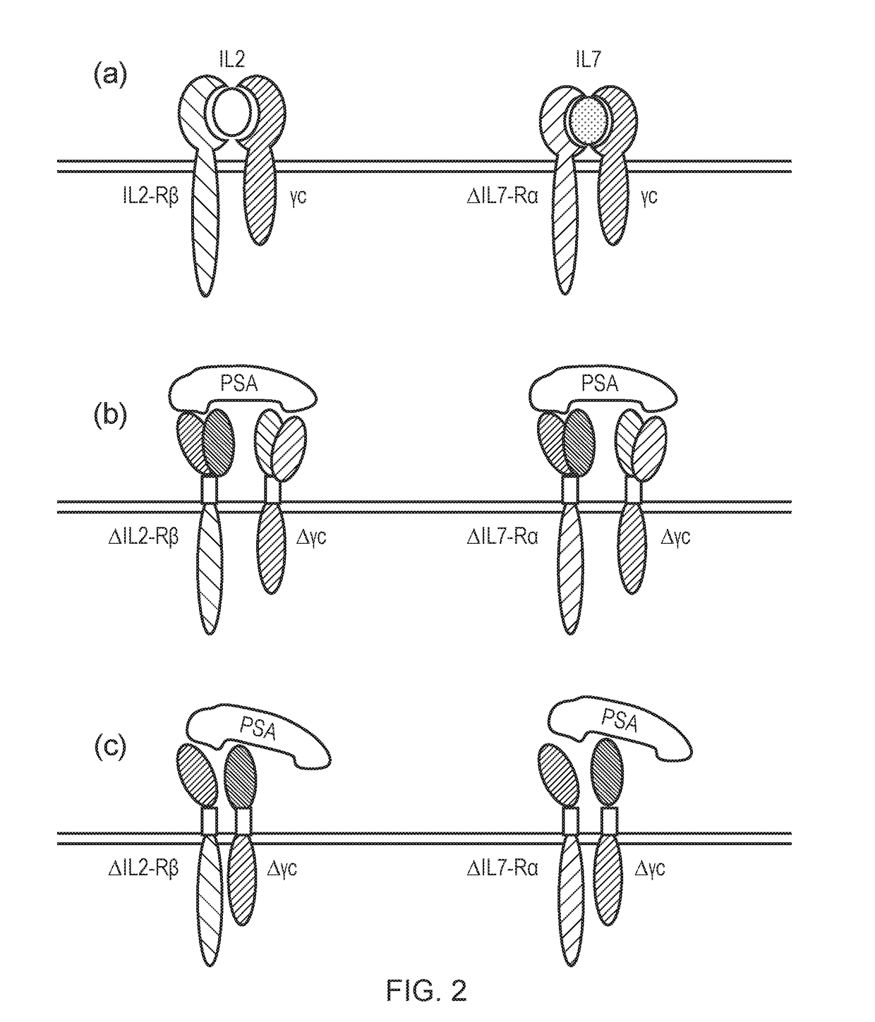 Chimeric cytokine receptor