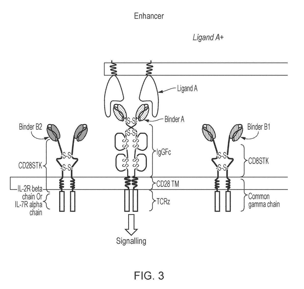 Chimeric cytokine receptor